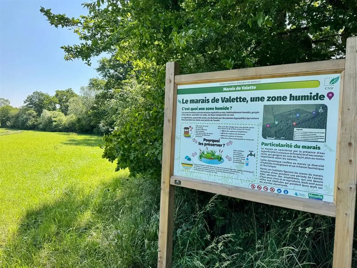 Balade découverte des plantes des milieux humides et de leurs usages