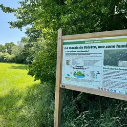 Balade découverte des plantes des milieux humides et de leurs usages