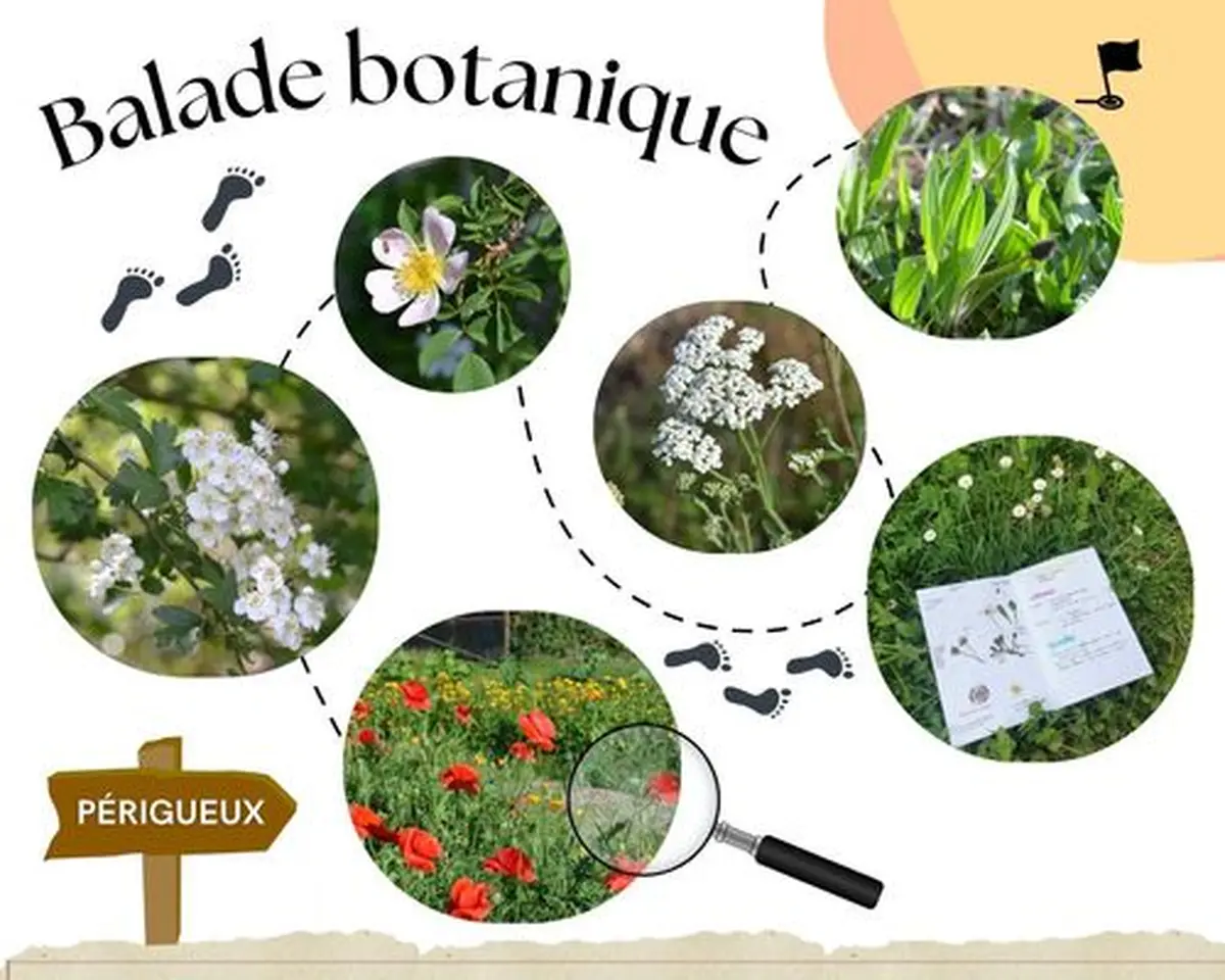 Balade découverte des plantes sauvages