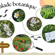 Balade découverte des plantes sauvages