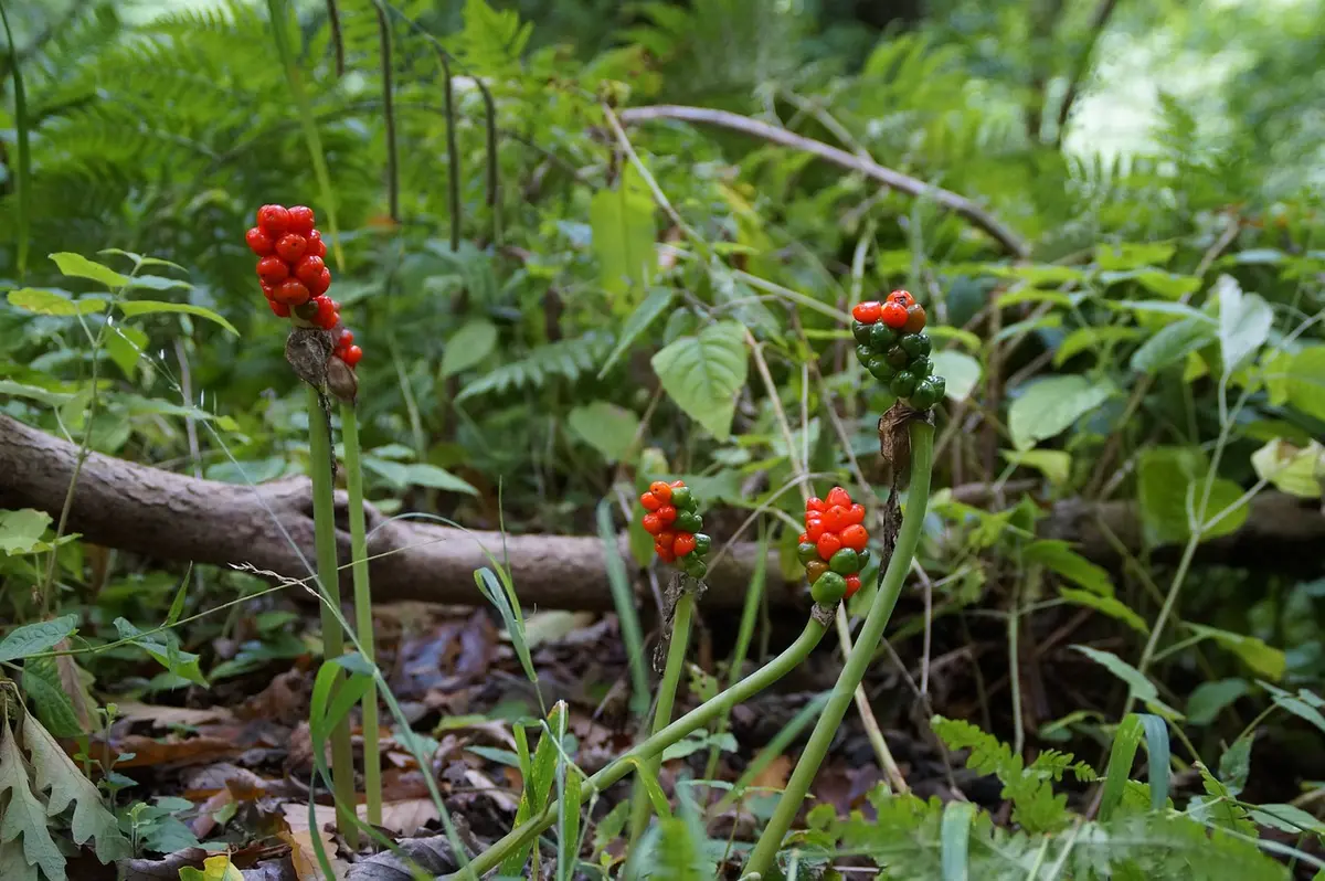 Balade découverte des plantes sauvages