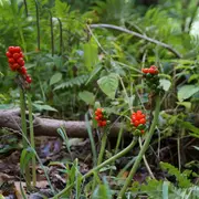 Balade découverte des plantes sauvages