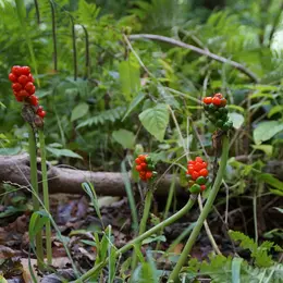 Balade découverte des plantes sauvages