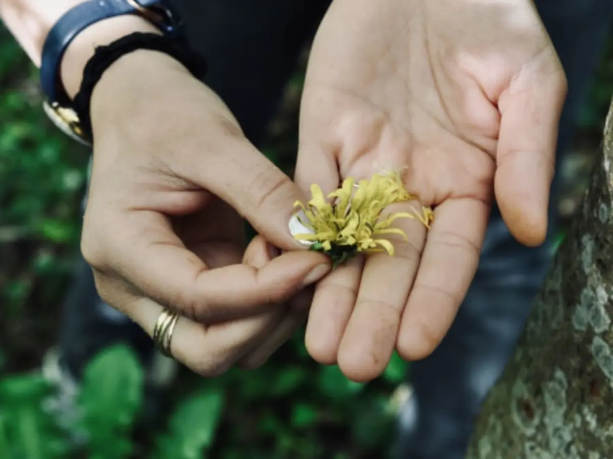 Balade découverte des plantes sauvages au Bois de Vincennes (94)