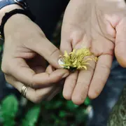 Balade découverte des plantes sauvages au Bois de Vincennes (94)