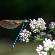 Balade Découverte Du bon usage des plantes sauvages
