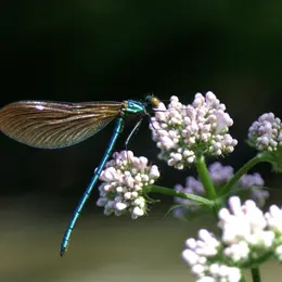 Balade Découverte Du bon usage des plantes sauvages à Reygade