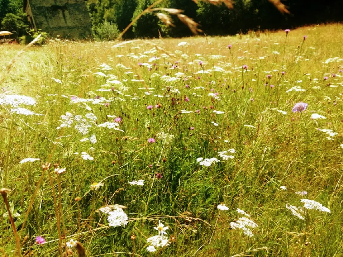 Balade-découverte La faune et la flore  aux Tours de Carbonnières