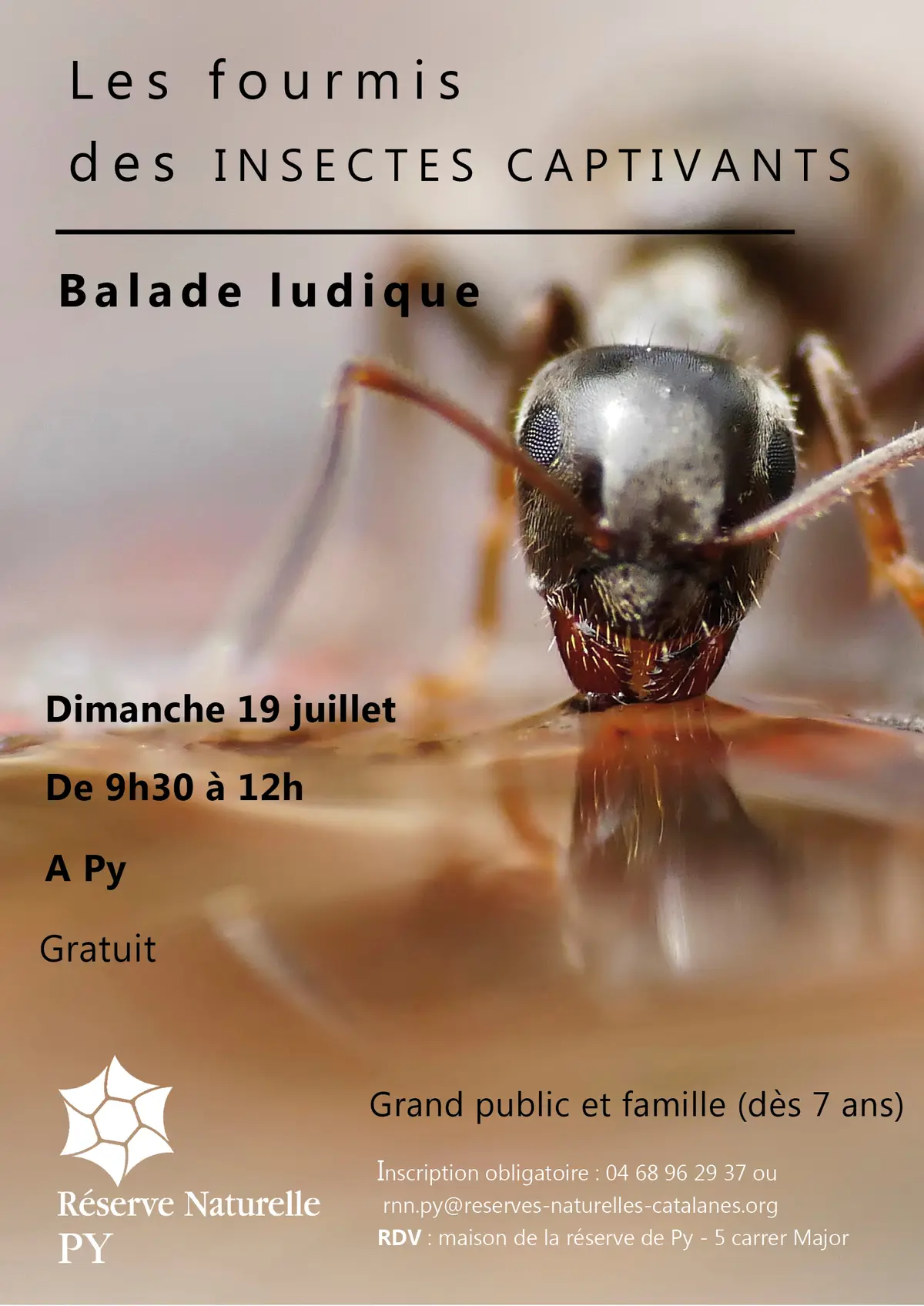 Balade Découverte : Les Fourmis, Des Insectes Captivants