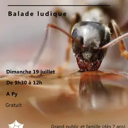 Balade Découverte : Les Fourmis, Des Insectes Captivants