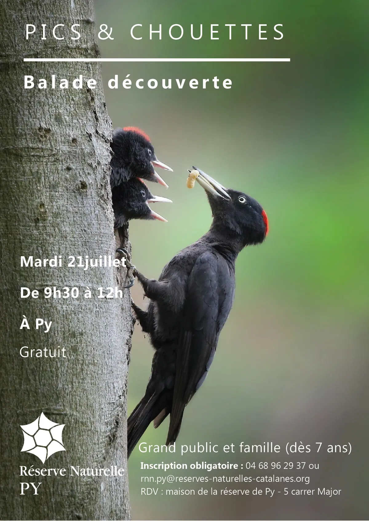 Balade Découverte : Pics Et Chouettes