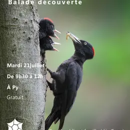 Balade Découverte : Pics Et Chouettes