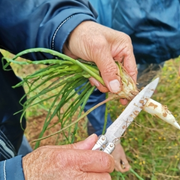 Balade Découverte : Salades Sauvages