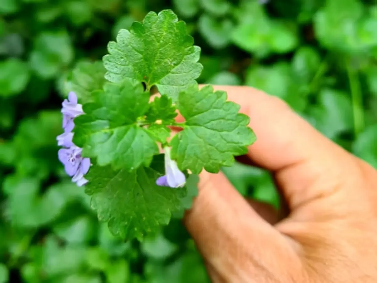 Balade dégustation de plantes sauvages et apéro à Paris (94)