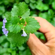 Balade dégustation de plantes sauvages et apéro à Paris (94)