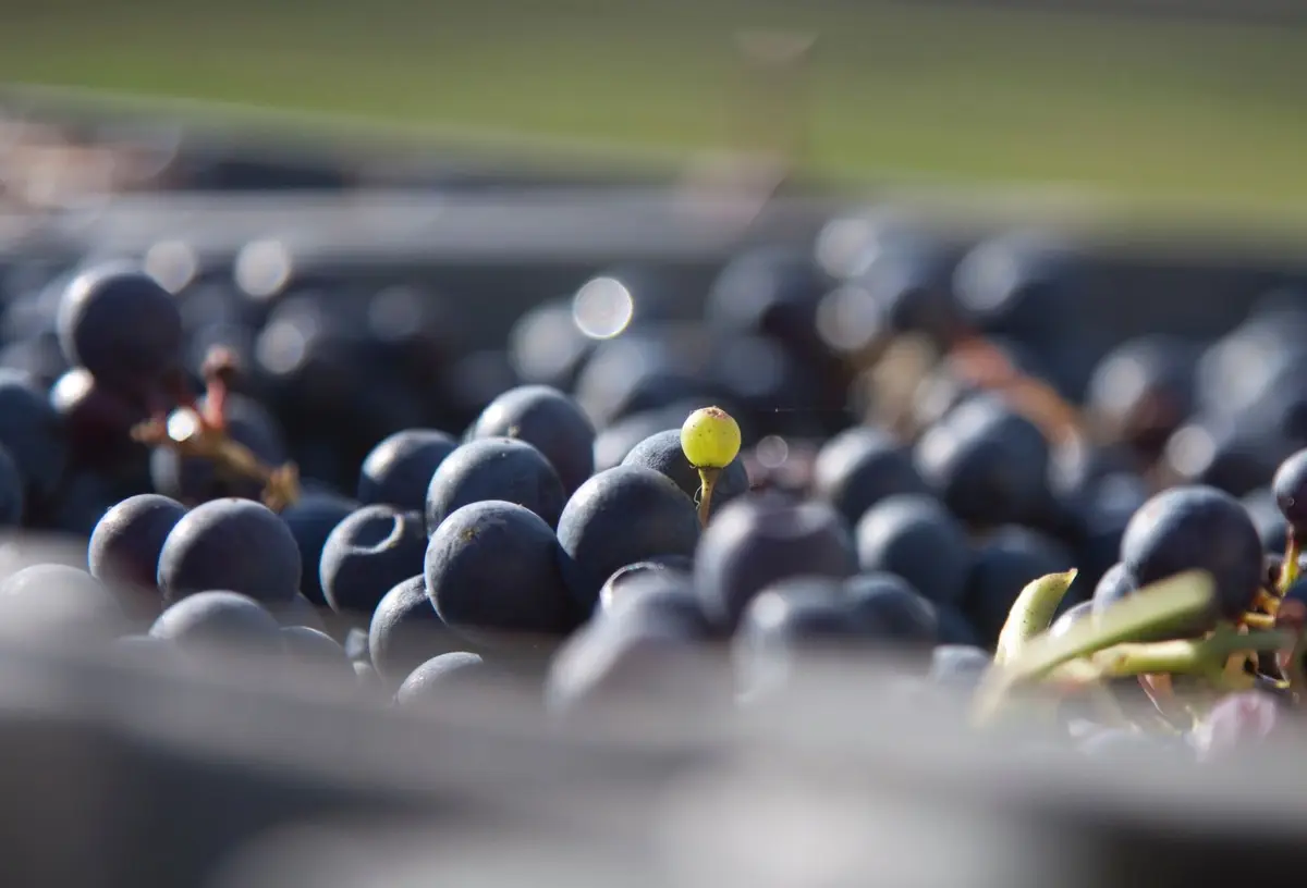 Balade dégustation  du domaine viticole Gutizia sur réservation