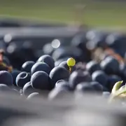 Balade dégustation  du domaine viticole Gutizia sur réservation