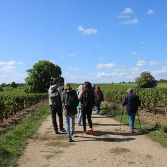 Balade-dégustation It's wine time dans les vignes