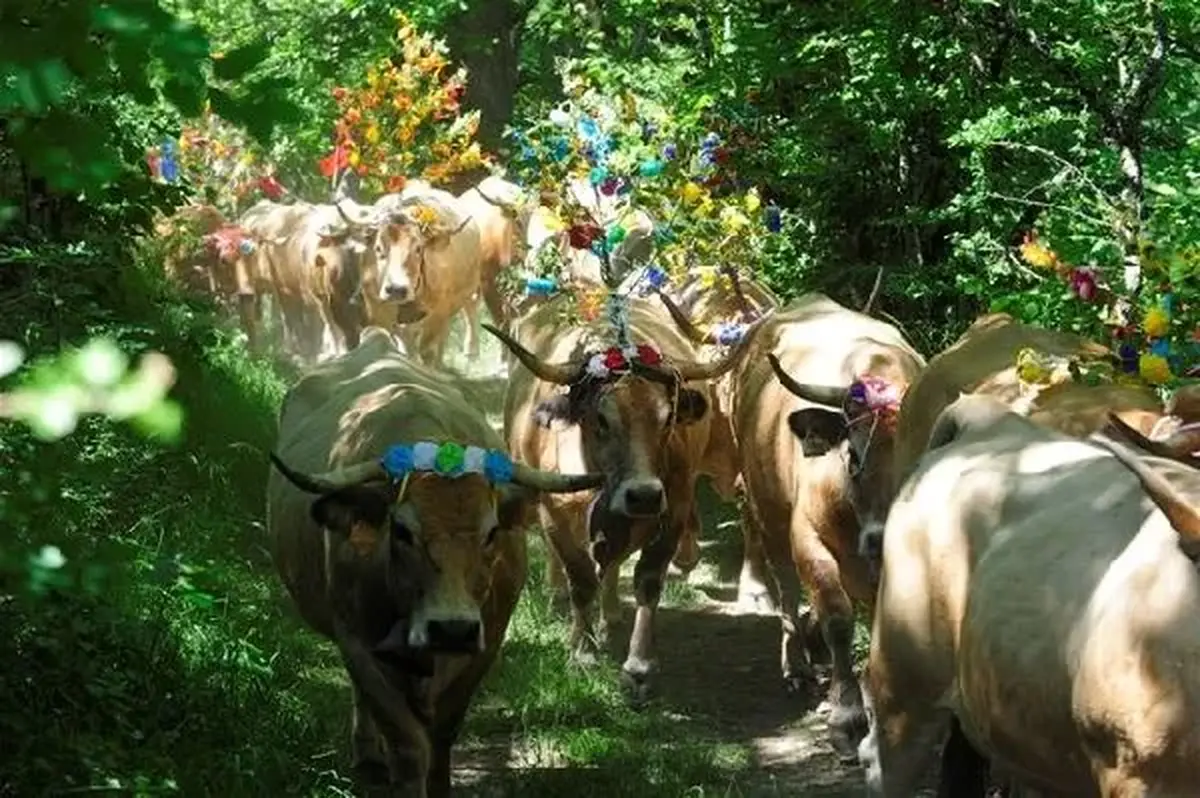 Balade derrière un troupeau pour la montée en Estive