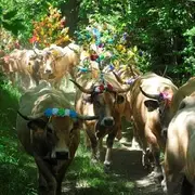 Balade derrière un troupeau pour la montée en Estive