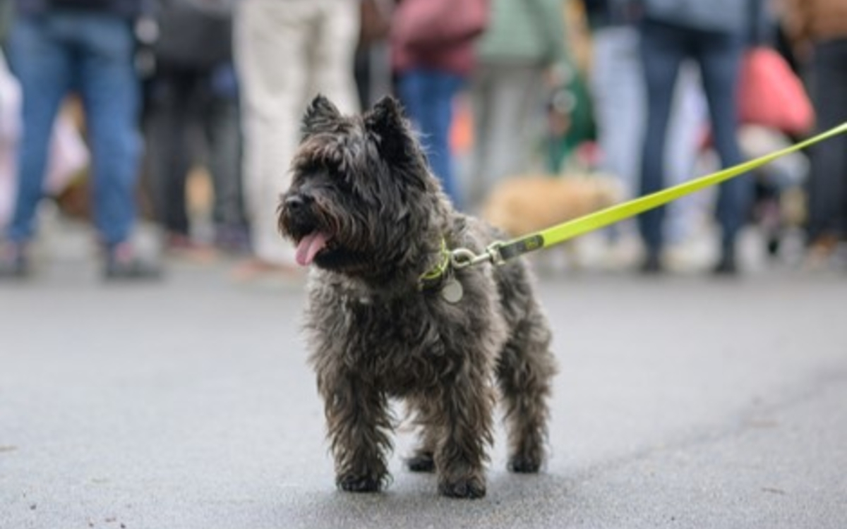 Balade éducative avec votre chien