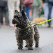 Balade éducative avec votre chien