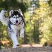 Balade éducative Chiens En Groupe