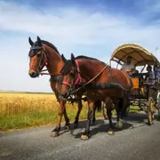Balade en attelage à Gironville (77)