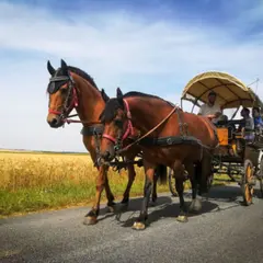 Balade en attelage à Gironville (77)