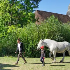 Balade en attelage de chevaux percherons à Arville