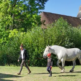 Balade en attelage de chevaux percherons à Arville