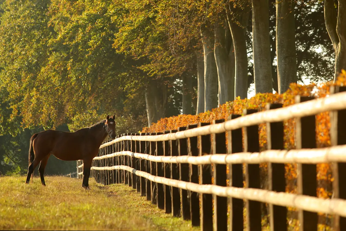 Balade en attelage De la terre au pur-sang : balade au cœur de l’agriculture normande, au rythme des chevaux