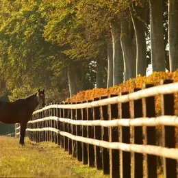 Balade en attelage De la terre au pur-sang : balade au cœur de l’agriculture normande, au rythme des chevaux