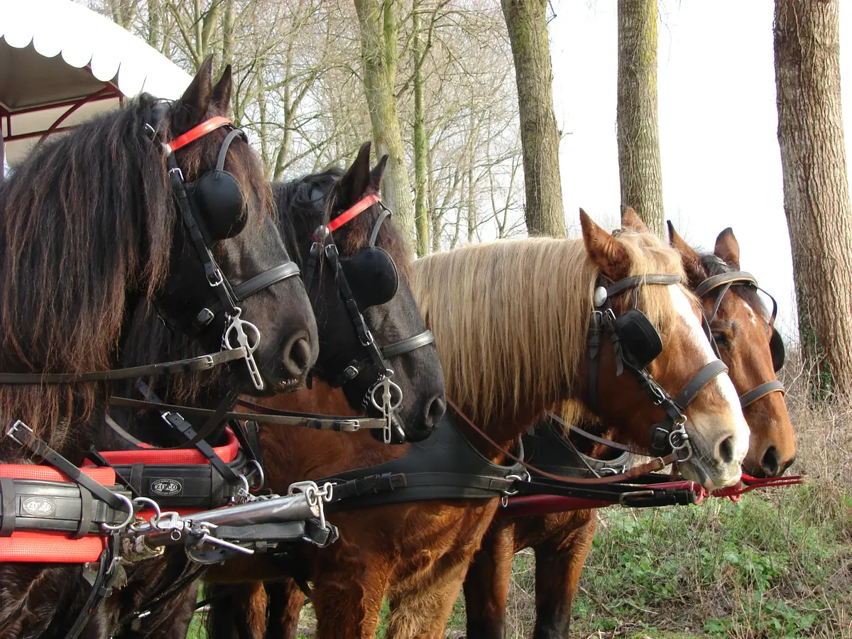 Balade en attelage Isigny-sur-Mer, entre pierres d'histoire et saveurs du terroir