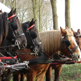 Balade en attelage Isigny-sur-Mer, entre pierres d'histoire et saveurs du terroir