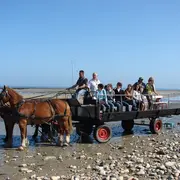 Balade en attelage Les parcs à huîtres de la baie des Veys, au rythme des chevaux