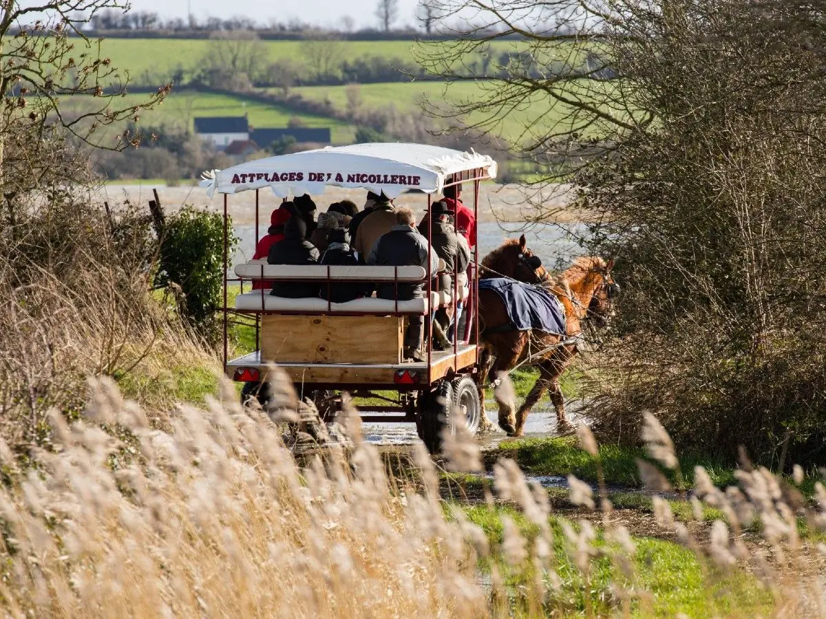 Balade en attelage Marais et gourmandises, au rythme des chevaux