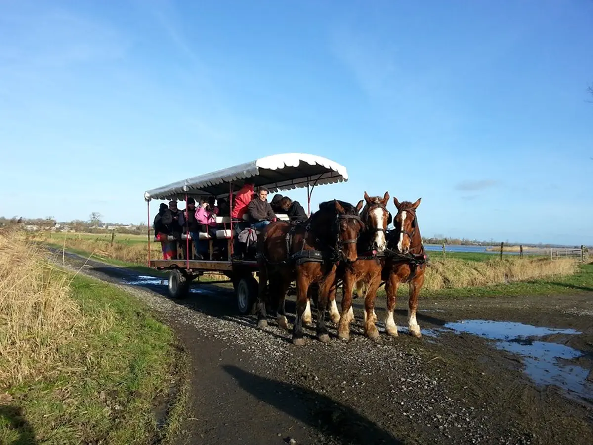 Balade en attelage Marais et patrimoine, au rythme des chevaux