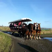 Balade en attelage Marais et patrimoine, au rythme des chevaux