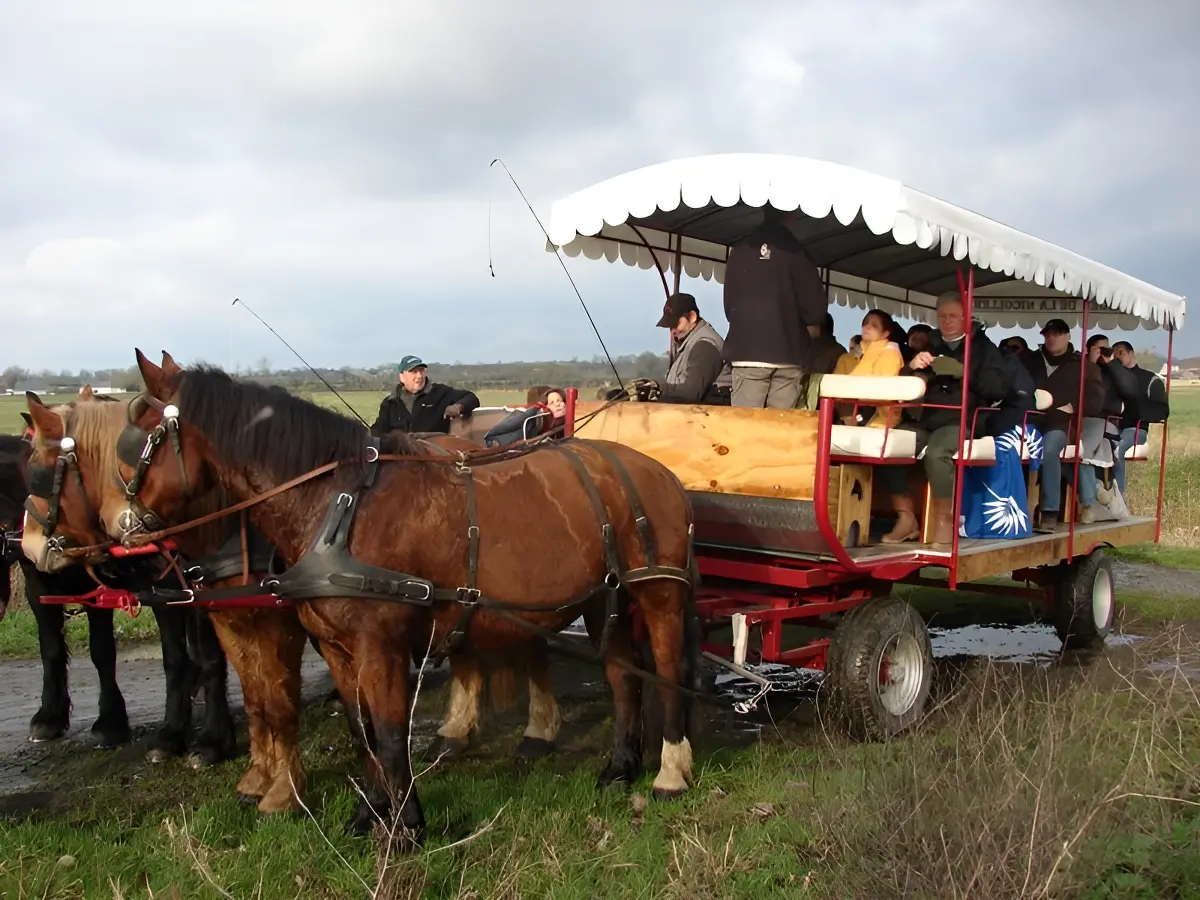 Balade en attelage : St Germain du Pert, entre histoire et vergers, au rythme des chevaux