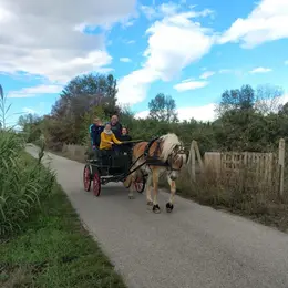 Balade En Caleche Dans Les Alberes