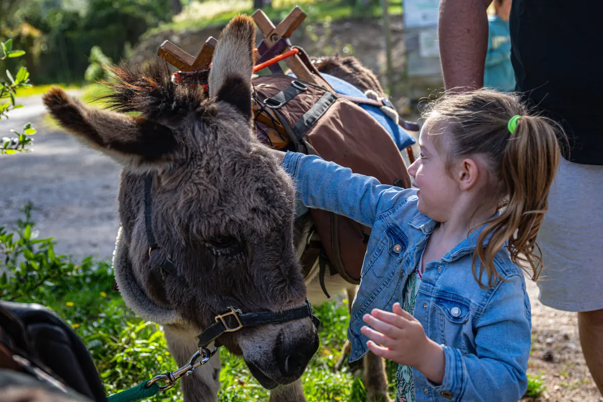 Balade en compagnie  des petits ânes : Autour de Saint Gabriel