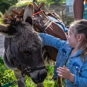 Balade en compagnie  des petits ânes : Autour de Saint Gabriel