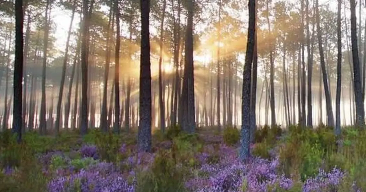 Balade en forêt