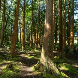 Balade en forêt