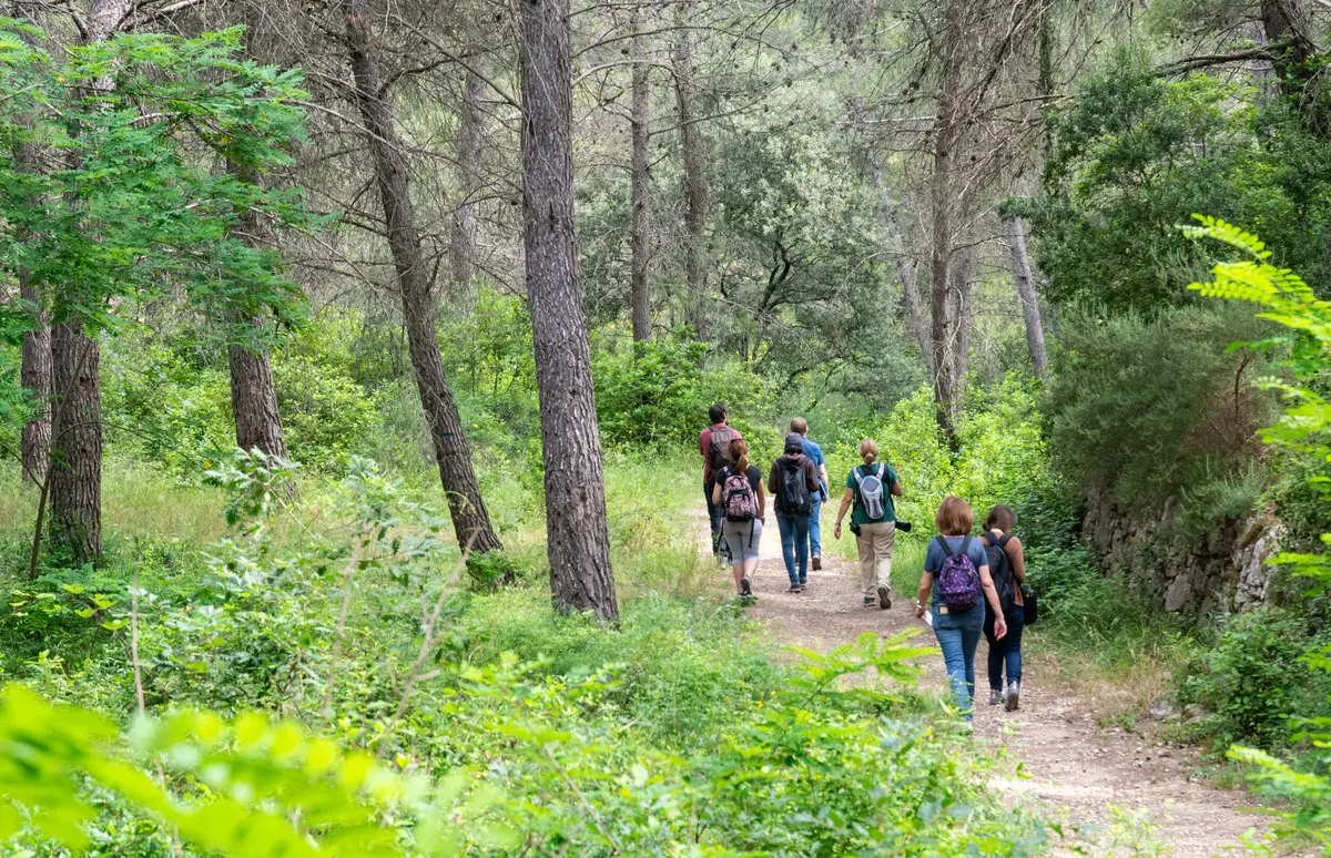 Balade en forêt : Immersion au cœur de la pinède des Alpilles