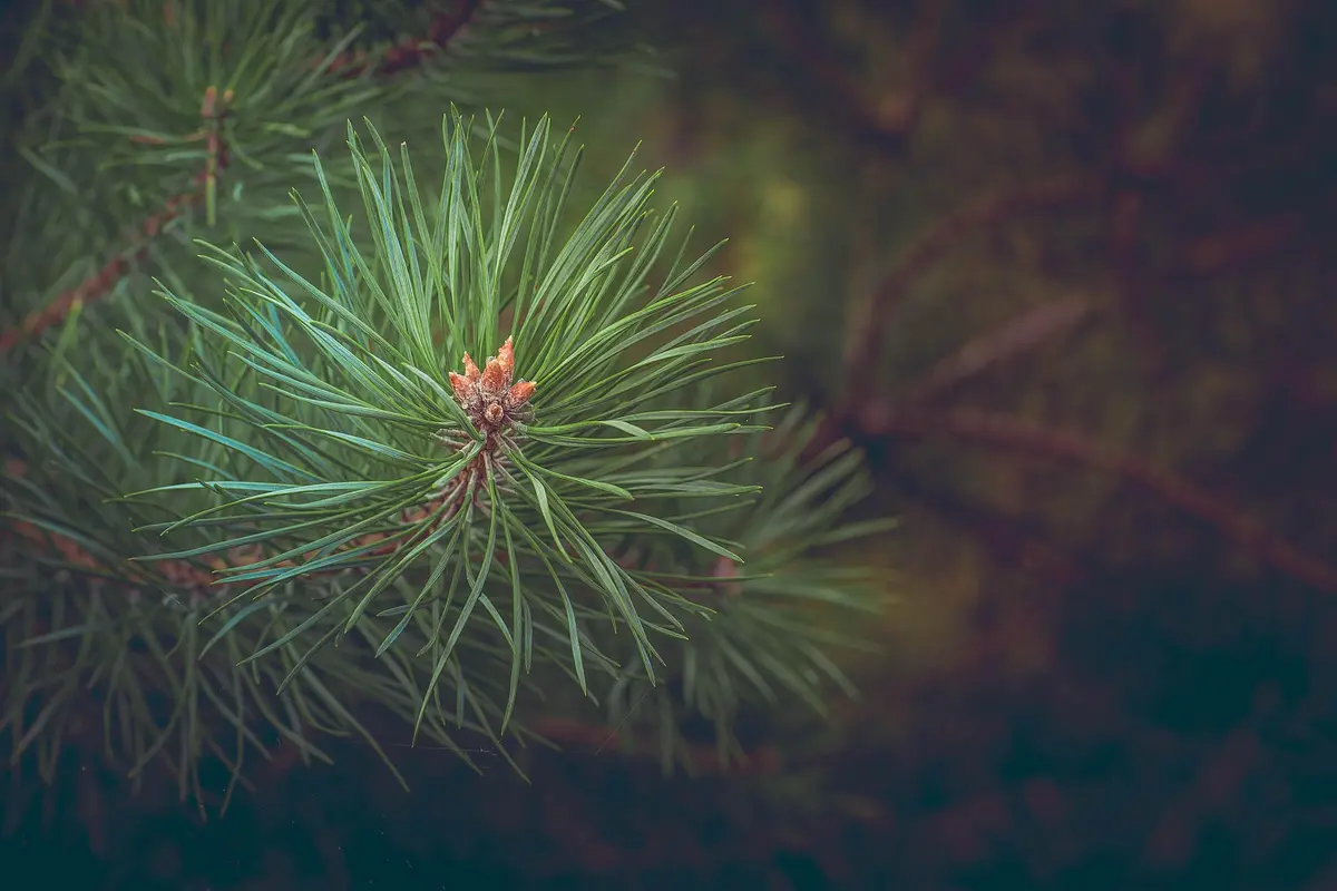 Balade en histoire : la nature landaise