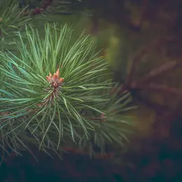 Balade en histoire : la nature landaise