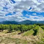 Balade En Solex Et Degustation De Vins