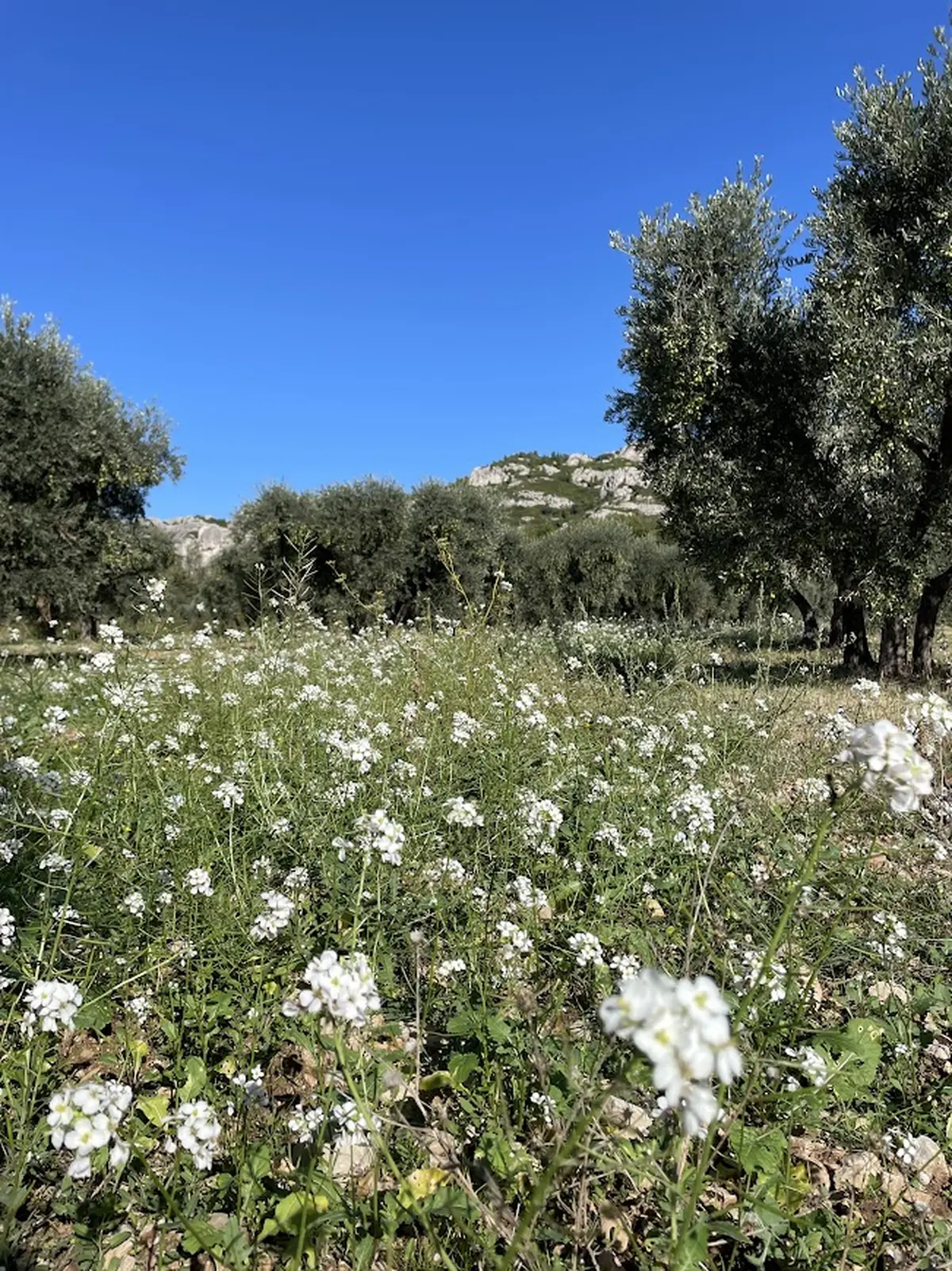 Balade et atelier : A la découverte des plantes de la garrigue